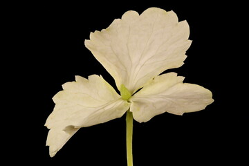 Fototapeta na wymiar Japanese Hydrangea (Hydrangea petiolaris). Sterile Flower Closeup