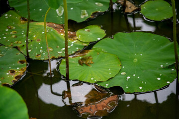  frog  lotus leaf  animal  insect