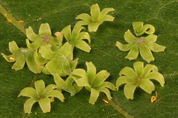 Riverbank Grape (Vitis riparia). Detached Calyptrae Closeup