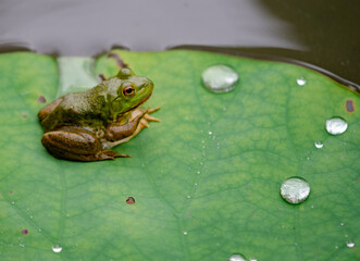  frog  lotus leaf  animal  insect