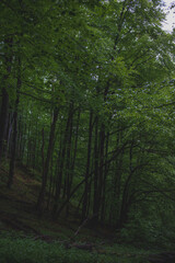 Obraz premium Dark forest