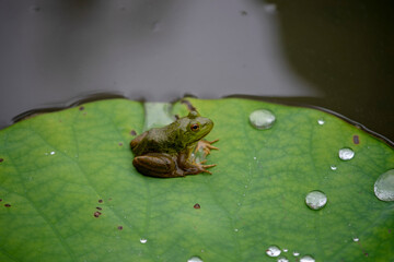  frog  lotus leaf  animal  insect