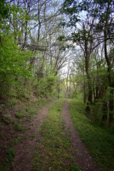 Fototapeta na wymiar spring walking trail. dirt road through the forest