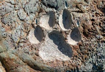 Close-up of a dog paw print in the stone.