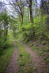 spring walking trail. dirt road through the forest