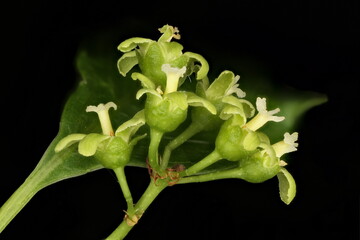 Staff Vine (Celastrus orbiculatus). Inflorescene Closeup