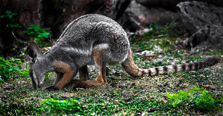 Yellow-footed rock wallaby. Latin name - Petrogale xanthopus	
