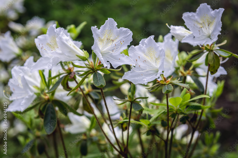 Poster close up on white flowers inf full bloom of korean rhododendron also called korean rosebay