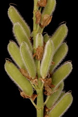 Garden Lupin (Lupinus polyphyllus). Infructescence Detail Closeup