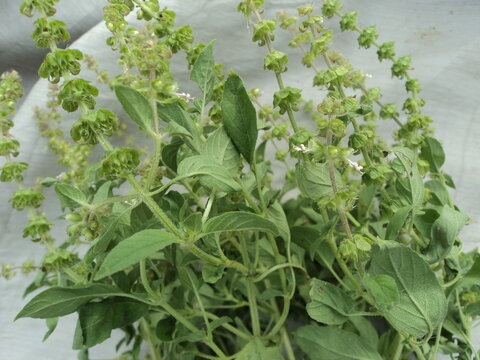 Ocimum americanum (=O. canum) wild aromatic herb in the unused or fallow field or weed in cultivation during rainy months. leaf juice given to children in order to manage cold and cough.