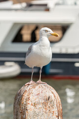 Mouette sur un poteau dans le port de Volendam, Hollande