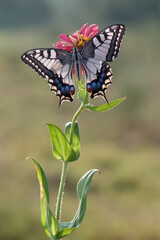 Wonderful butterfly Papilio machaon on the flower spread its wings on a summer day