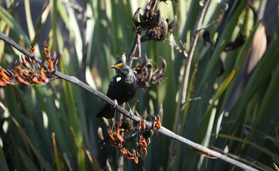 BIRDS- New Zealand- Close up of a Colorful Tui Feeding on Flower Nector