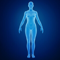 3d rendering of a female body