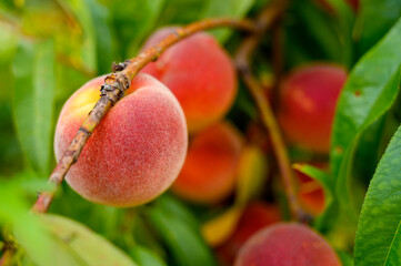 Close up of ripe peaches growing in the wild