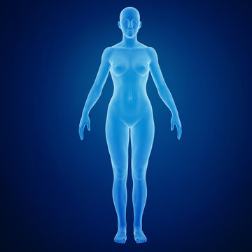 3d rendering of a female body