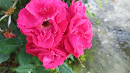 pink flower in the garden