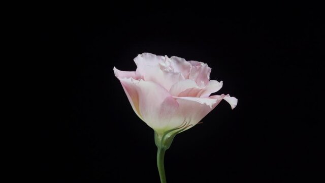 Beautiful pink eustoma flower rotating on a black background. Close up shot