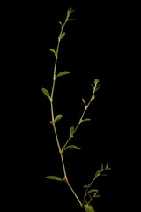 Common Knotgrass (Polygonum aviculare). Habit