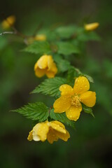 Fototapeta premium Deep Yellow Flowers of Japanese Kerria in Full Bloom