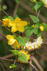 Deep Yellow Flowers of Japanese Kerria in Full Bloom