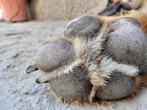 footprint of a dog sleeping on the floor