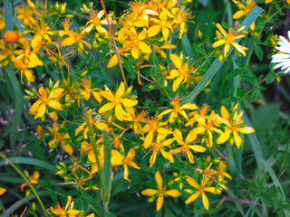 yellow St. John's wort (Hypericum perforatum) grows in the field - a medicinal plant