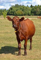 Fototapeta na wymiar Finnish Ayrshire cow in field in sunny day. Aland Islands