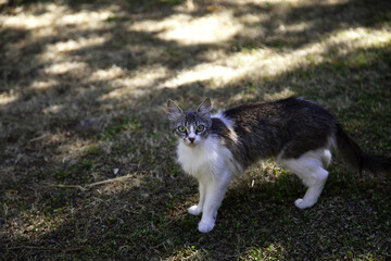 Wild cat forest