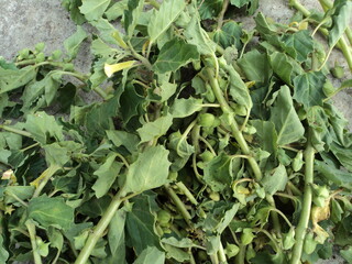 Pedalium murex, large caltrops, (aanai nerungil Tamil), herb in the open field near water bodies. fruits with spines, whole plant and fruit are used in medicine. it produces lot of mucilage.