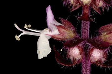 Basil (Ocimum basilicum). Flower Closeup