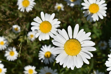 Fototapeta premium A field of daisies under the midday sun