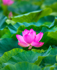 Obraz premium Lotus pink flower center of a flower