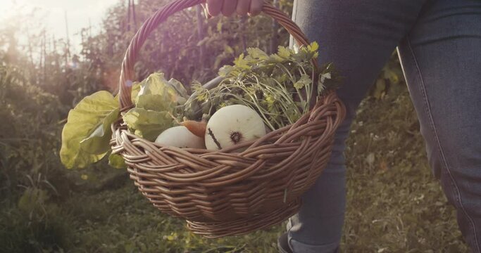 Female gardener worker young woman walk hold in hand organic vegetables in wicker basket unrecognizable close up slow motion beautiful evening sunlight flare