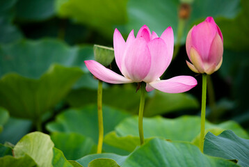 Fototapeta premium Lotus pink flower center of a flower