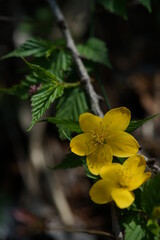 Deep Yellow Flowers of Japanese Kerria in Full Bloom