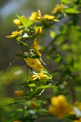 Deep Yellow Flowers of Japanese Kerria in Full Bloom