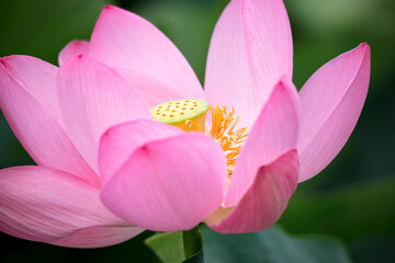 Fototapeta na wymiar Lotus pink flower center of a flower