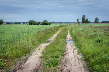 Fototapeta na wymiar Dirt road among meadows in Mazowsze region of Poland