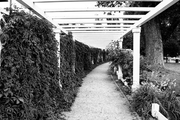 Summer plants in Arborn. Artistic look in black and white.