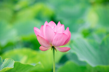 Lotus  pink flower   center of a flower