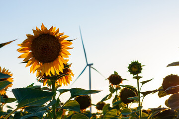 Wind turbines energy converters on yellow sunflowers field on the sunset. Local eco friendly wind farm. Agriculture crops harvest, farming harvesting background. Green ecological electricity wallpaper