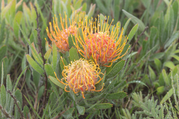 Fototapeta premium Leucospermum gerrardii in Hhohho Province of Eswatini, Southern Africa