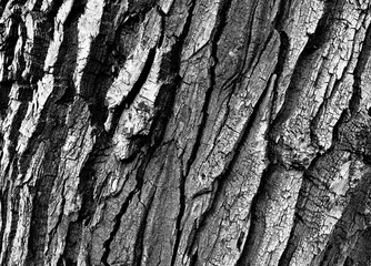 The forest. Artistic look in black and white.