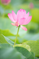 Lotus  pink flower   center of a flower