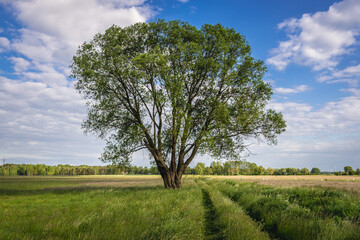 Fototapeta premium Large old tree on a meadow in Mazowsze region of Poland