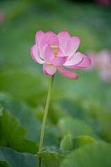 Lotus  pink flower   center of a flower