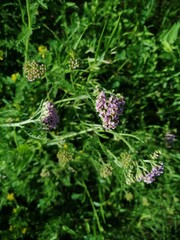 Tiny pink flowers of common yarrow sunny June
