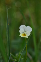 viola tricolor in the forest. single pansy in the grass on sunny day