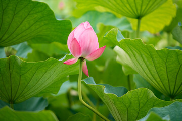 Lotus  pink flower   center of a flower